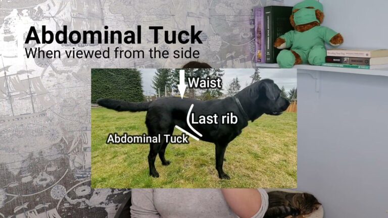 Canine Weight Gain Diets: How to Safely Help an Underweight Dog Gain Muscle