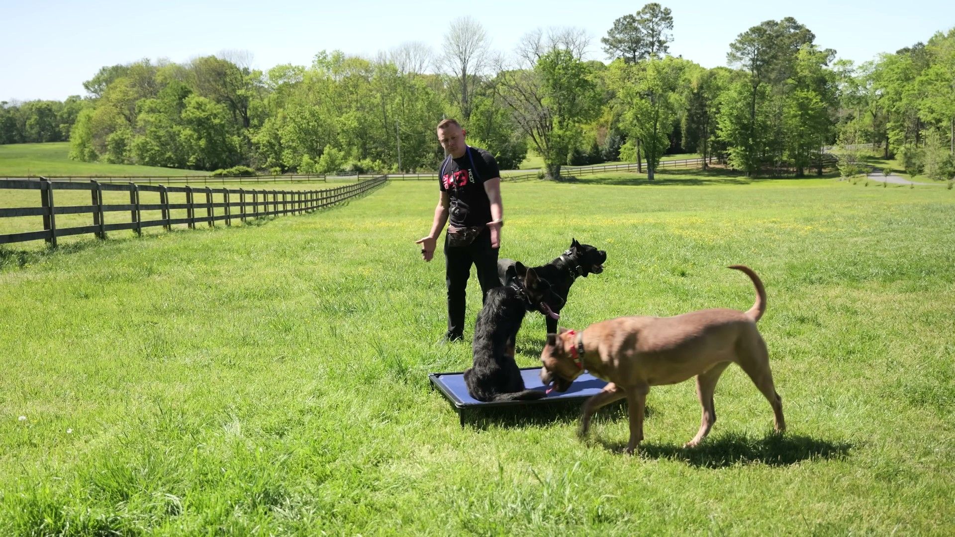 Practical Protocol: What To Do This Week — detailed clinical overview for dog owners