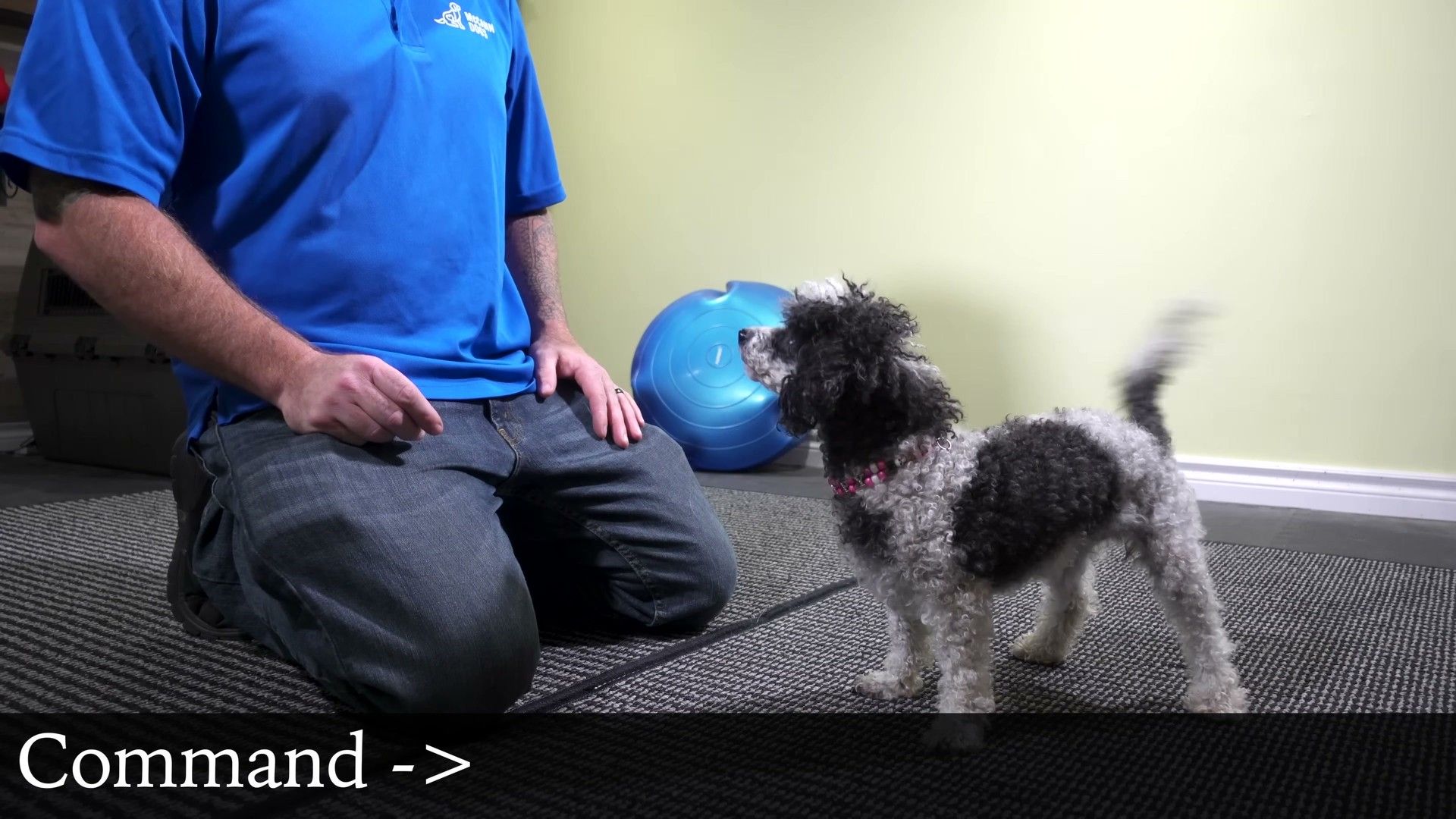 Young puppy learning to sit with treat reward during training session